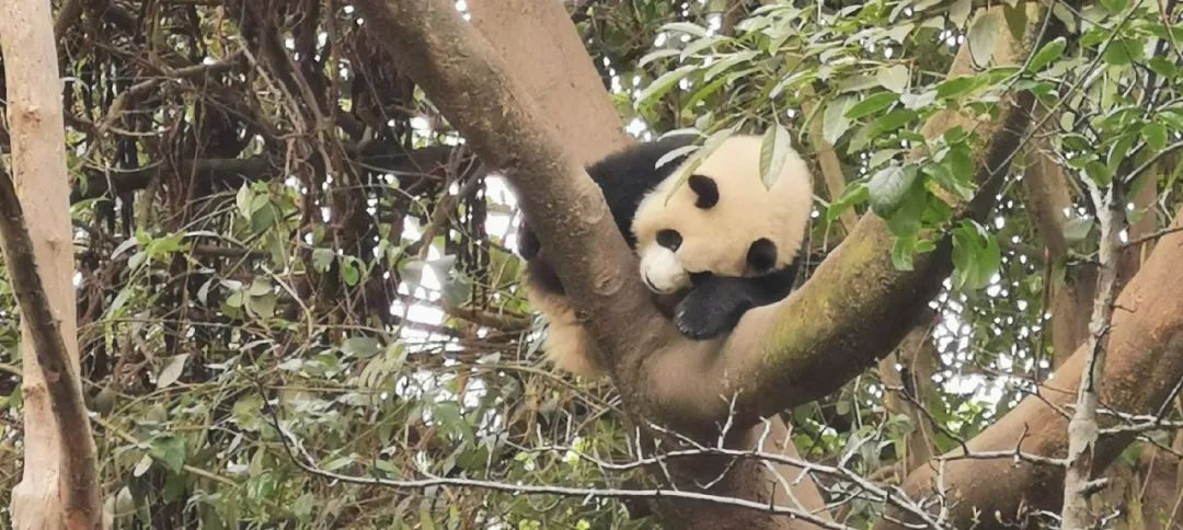 “熊猫网红”花花多次登上热搜，大家为什么爱花花？