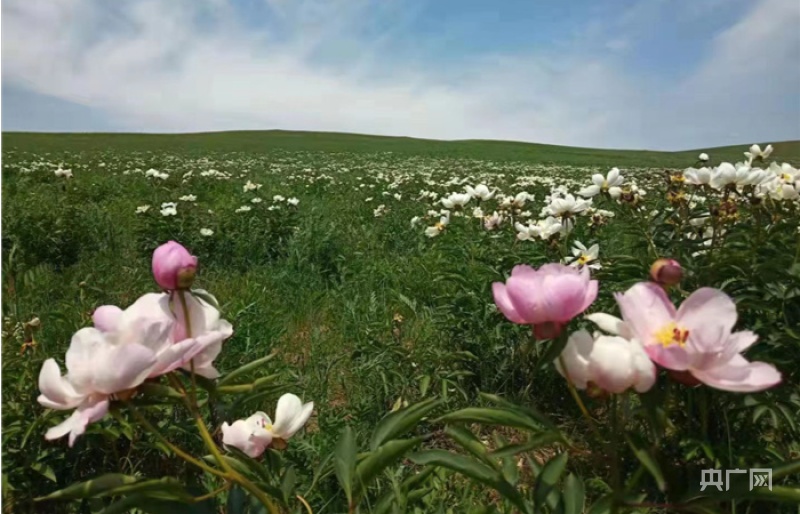 往年野芍药盛开时的景象（央广网发 当地牧民提供）