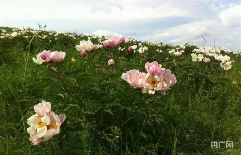 往年野芍药盛开时的景象（央广网发 当地牧民提供）