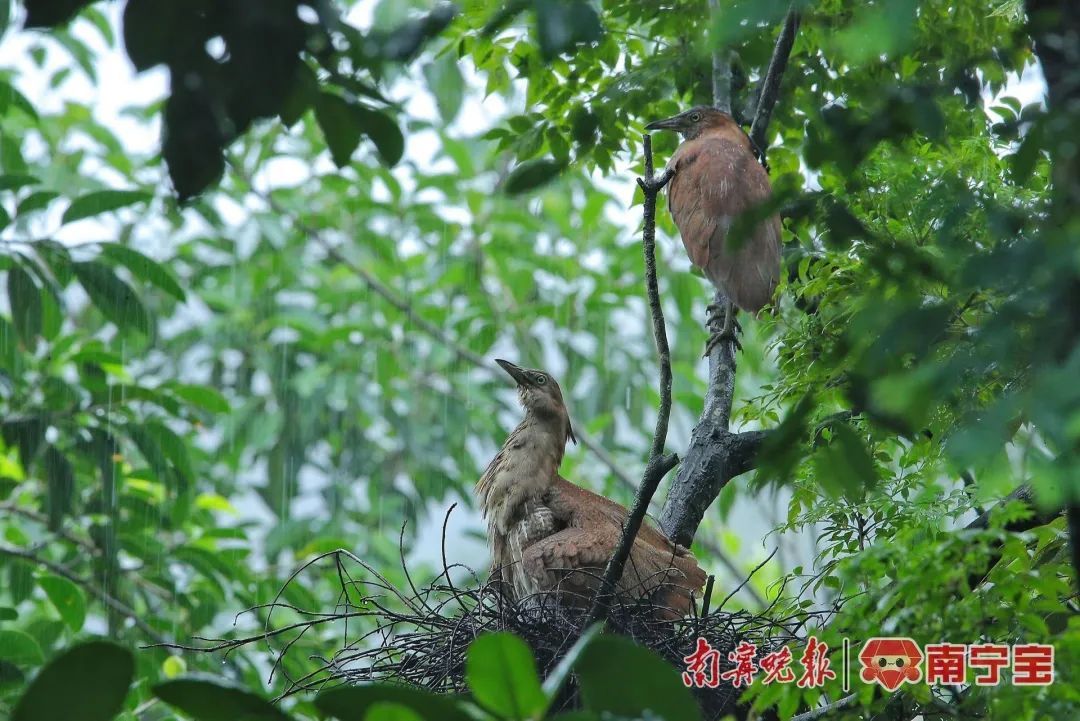 国家二级保护野生动物黑冠鳽现身南宁