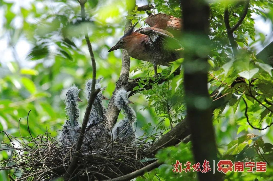 国家二级保护野生动物黑冠鳽现身南宁