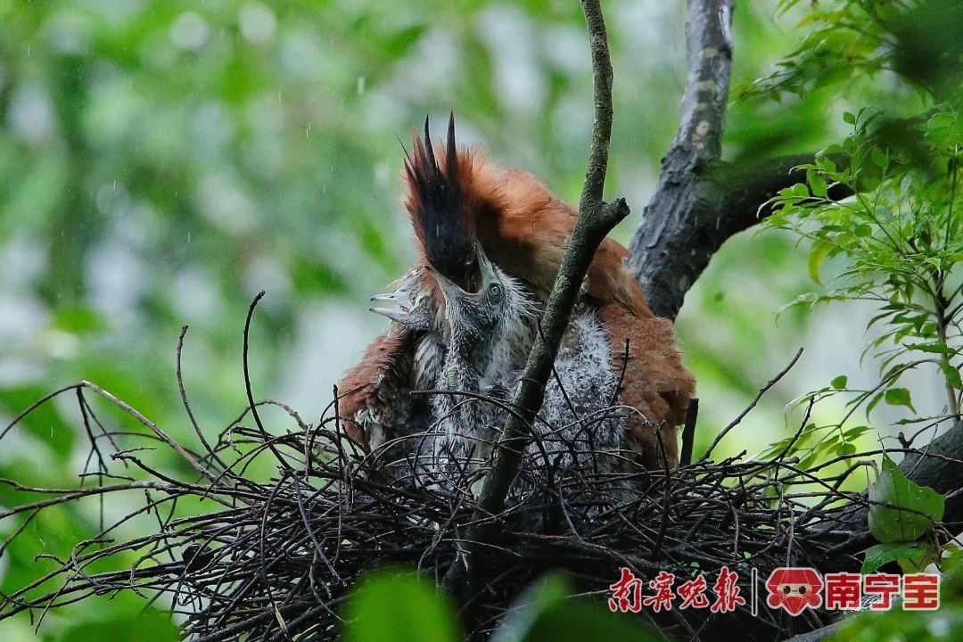 国家二级保护野生动物黑冠鳽现身南宁