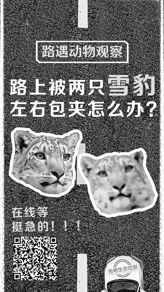 保护野生动物，怎能忽视车轮下的安全