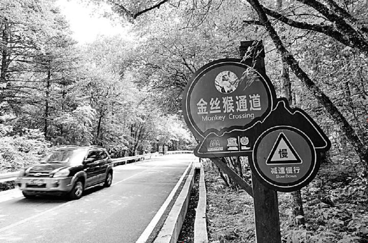 保护野生动物，怎能忽视车轮下的安全