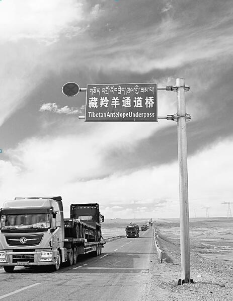 保护野生动物，怎能忽视车轮下的安全