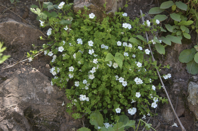 （转载）四川发现野生植物新种——美姑青篱柴