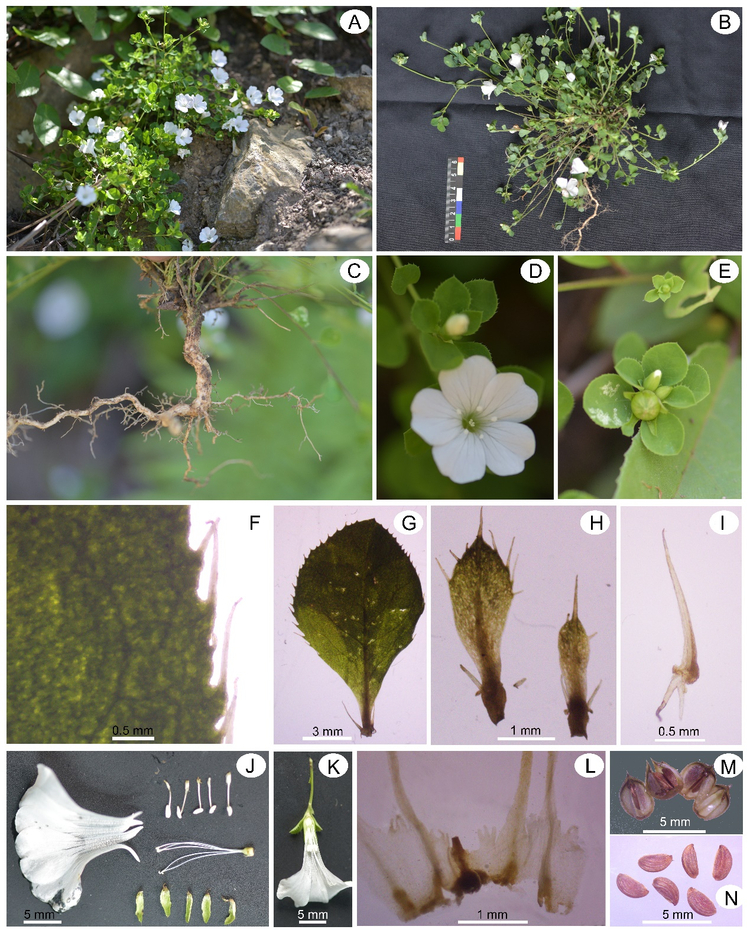 （转载）四川发现野生植物新种——美姑青篱柴