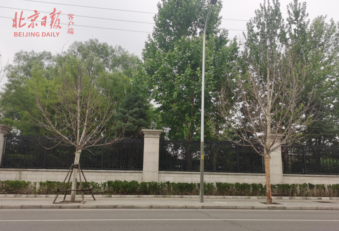 115棵84棵干枯！北京路边梧桐今年为何频现枯死？