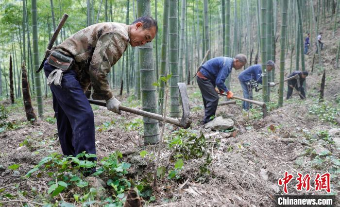 安吉县报福镇竹林间农户忙着种植杨桐 张卉 摄 摄