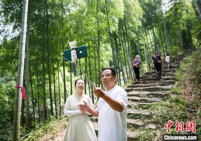 安吉县上墅乡民宿老板通过直播介绍古道竹林风景 张卉 摄 摄