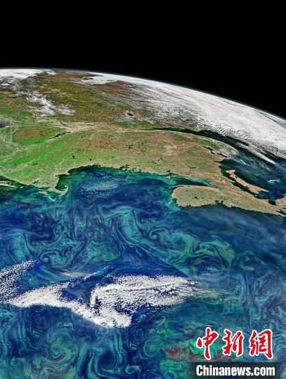 加剧的近海浮游植物水华2(图片来自冯炼)。　施普林格·自然 供图