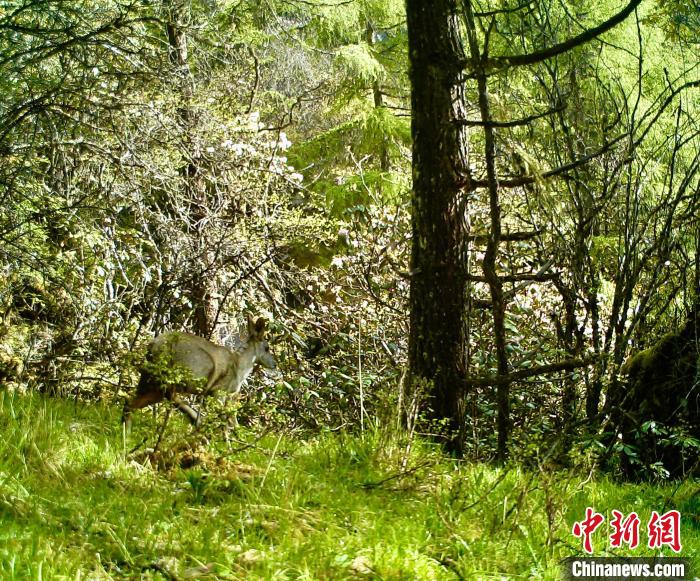 红外相机拍摄到的马麝影像。四姑娘山国家级自然保护区管理局供图