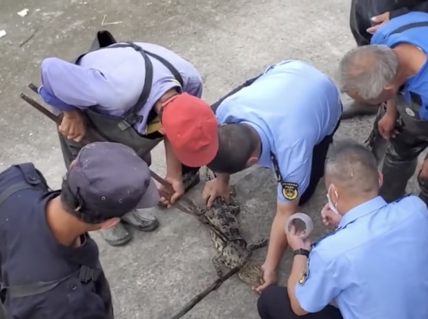 上海黄浦江 一条长约1米的鳄鱼成功捕获  野生动物收容救助基地看管饲养