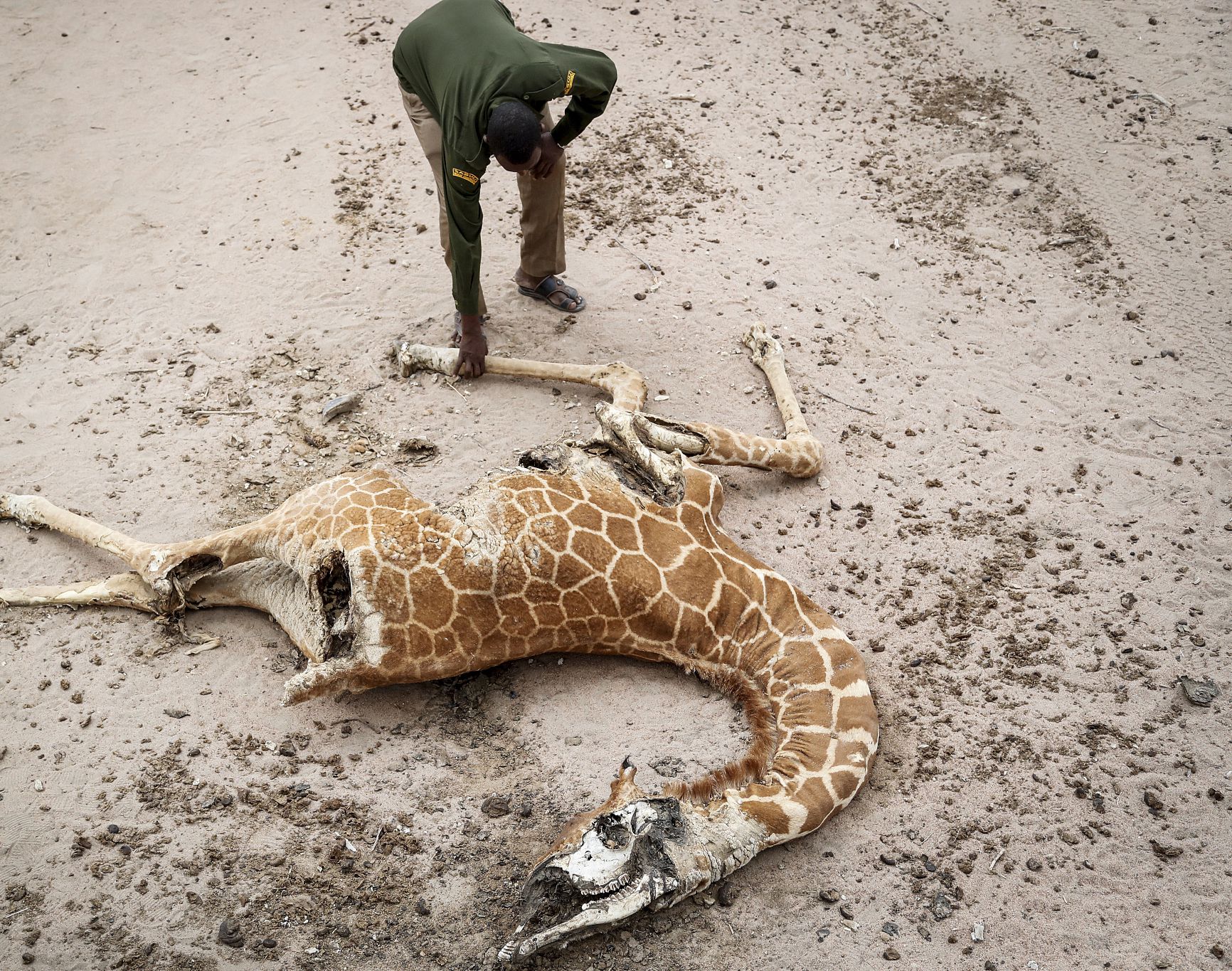 研究:气候变化正在加剧人类与野生动物的冲突
