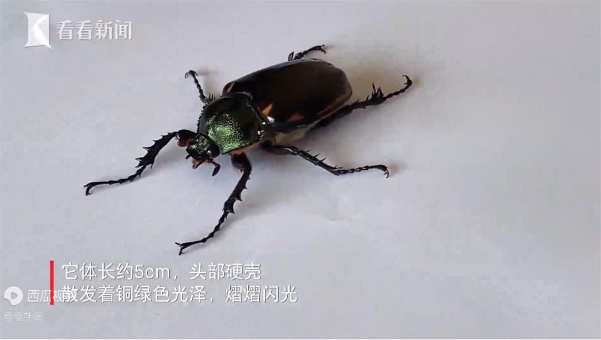 Ａ阳彩臂金龟１.png