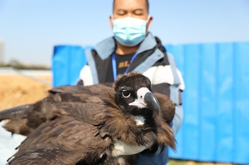 受伤的秃鹫得到救助。方晓淦 摄.jpg?x-oss-process=style/w10