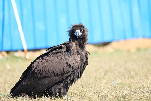 受伤的秃鹫站在球场上。方晓淦 摄.jpg?x-oss-process=style/w10