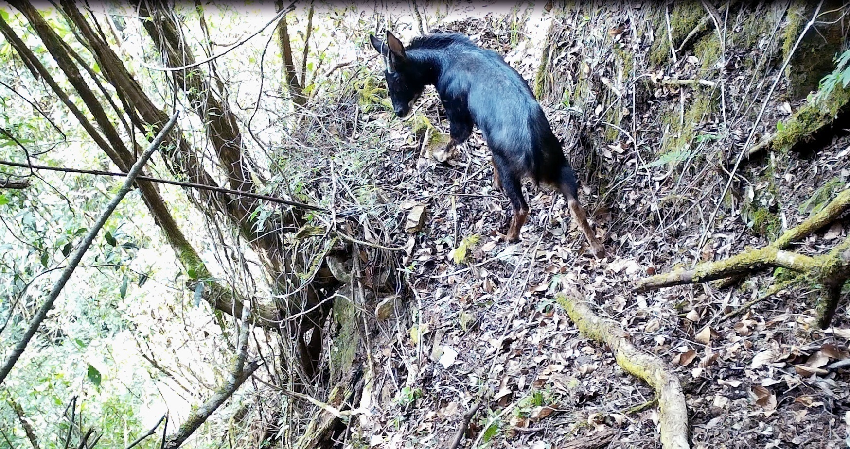 中华鬣羚中午活动场景(红外线相机截图)1.png?x-oss-process=style/w10